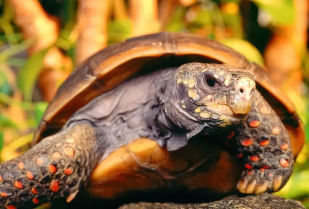 苏里南艰难进军四强,巴拿马遗憾 苏里南艰难进军四强,巴拿马遗憾